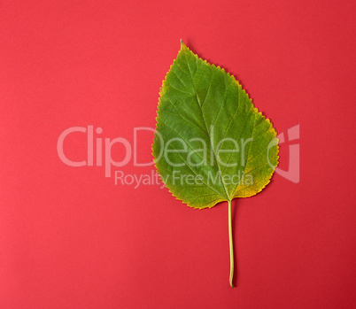 green leaf of a mulberry on a red background