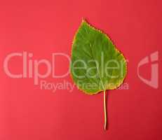 green leaf of a mulberry on a red background