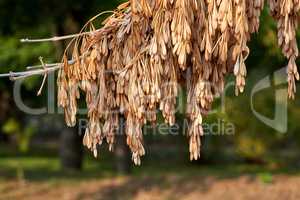 branches of ash with dry seeds, blurred background