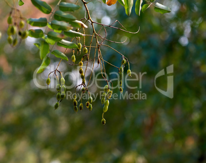 branches with green leaves of the Sophora Japanese