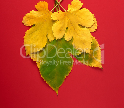 three green and yellow leaves of a mulberry on a red background