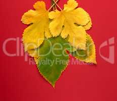 three green and yellow leaves of a mulberry on a red background
