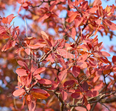 yellow and red leaves of Cotinus coggygria
