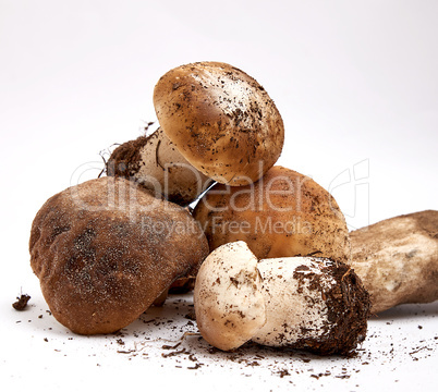 fresh raw mushrooms with roots on a white background