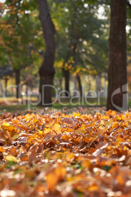 autumn city park with trees and dry maple yellow leaves