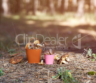 edible forest mushrooms in an orange iron bucket in the middle o
