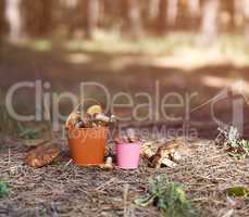 edible forest mushrooms in an orange iron bucket in the middle o