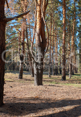 Burnt pine trunks in the forest, summer day, Ukraine