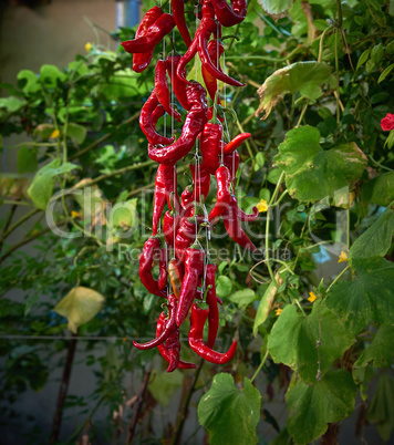 red raw ripe hot chili peppers hanging on a rope