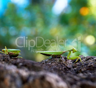 green mantis on a tree trunk, close up
