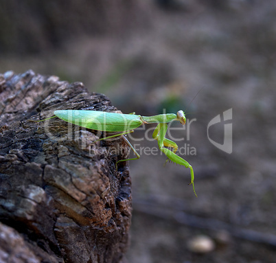 green mantis on a tree trunk