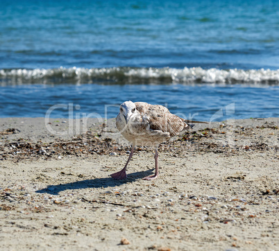 large seagull on the sandy shore of the sea