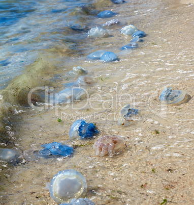 dead and living jellyfish on the Black Sea shore on a summer day