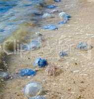 dead and living jellyfish on the Black Sea shore on a summer day