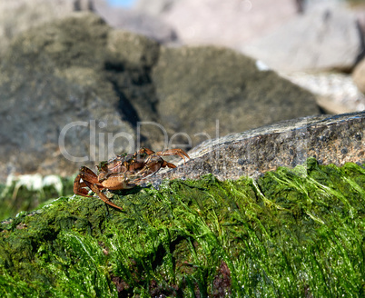 large sea crab sits on a rock with green algae on a summer day