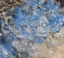 dead white jellyfish lies on the Black Sea shore, summer day