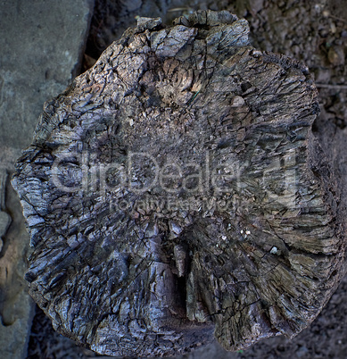 texture of very old stump, top view