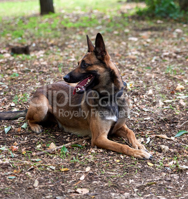 Belgian Shepherd Malinois lies on the green grass in the park
