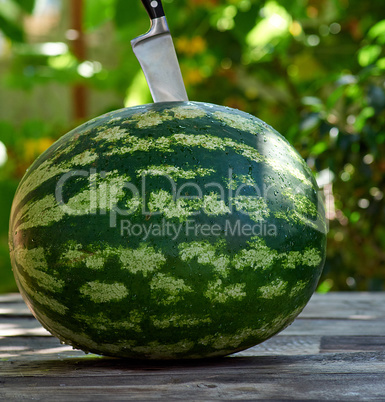 green round watermelon on a wooden table on a summer day