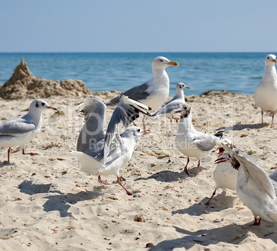 big white sea gulls on the sandy coast of the Black Sea