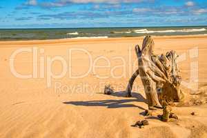 Driftwood at a beach of the Baltic Sea