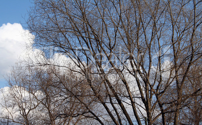 woods on sky background