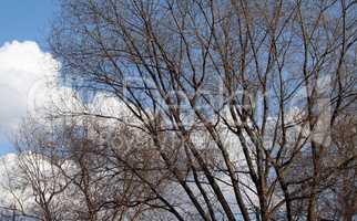 woods on sky background