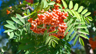 ashberry at dry sunny summer day