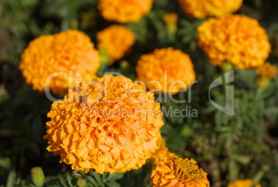 Yellow Flowers