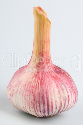 Garlic on green Background