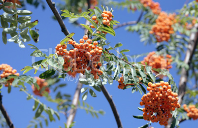 ashberry with leafs on sky background, september ashberry with leafs on sky background, september