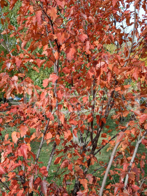 red oak leafs at autumn