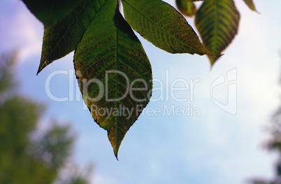 green leafs on sky background