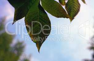 green leafs on sky background