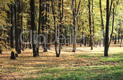 trees in autumn day