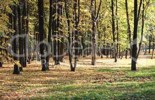 trees in autumn day