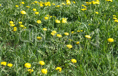 Dandelion at Spring