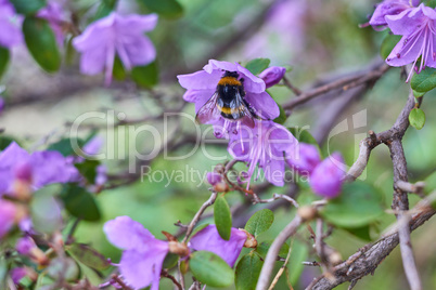 bumblebee pollinates a purple rhododendron bush on a sunny day