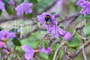 bumblebee pollinates a purple rhododendron bush on a sunny day