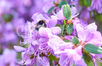 bumblebee pollinates a purple rhododendron bush on a sunny day