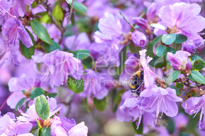 bumblebee pollinates a purple rhododendron bush on a sunny day