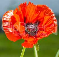 red poppy on a natural background