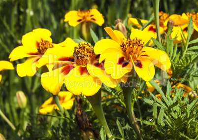 Tagetes Marigold Flower Autumn Flowers Background