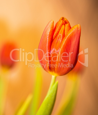 red tulip