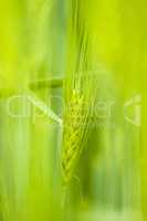 Wheat ear with green background