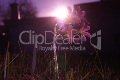 Pink Meadow flower with sunset
