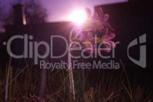 Pink Meadow flower with sunset