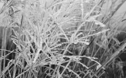 frozen meadow grass