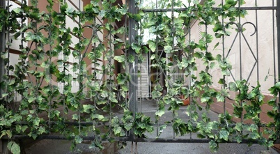 black metal fence with green plant at day