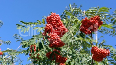 ashberry at dry sunny day